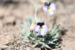 Viola trinervata