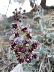 Asclepias californica californica