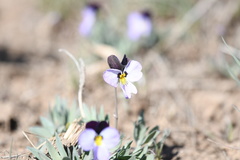 Viola trinervata