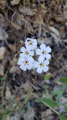 Leptosiphon montanus