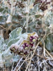 Asclepias californica californica