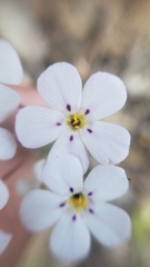 Leptosiphon montanus