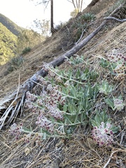Asclepias californica californica