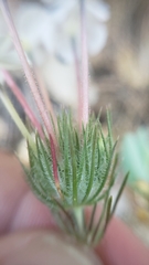 Leptosiphon montanus