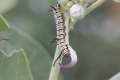 Danaus chrysippus