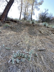 Asclepias californica californica