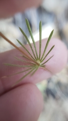 Leptosiphon montanus