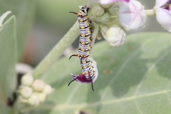 Danaus chrysippus