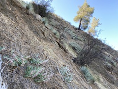 Asclepias californica californica