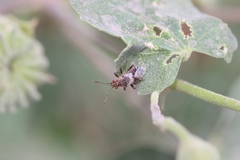 Heteroptera