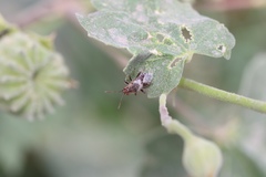 Heteroptera