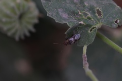Heteroptera
