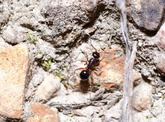 Melophorus hirsutus
