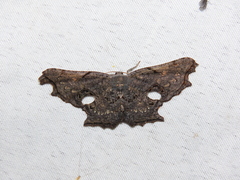 Crypsicoela subocellata