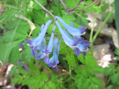 Corydalis incisa