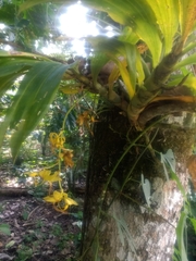 Cycnoches ventricosum