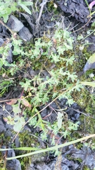 Herniaria hirsuta hirsuta