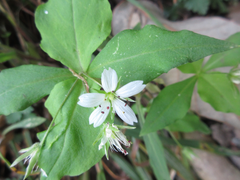 Pseudostellaria heterophylla