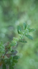 Herniaria hirsuta hirsuta