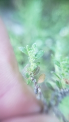 Herniaria hirsuta hirsuta