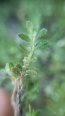 Herniaria hirsuta hirsuta
