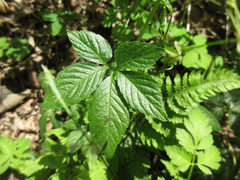 Gynostemma pentaphyllum