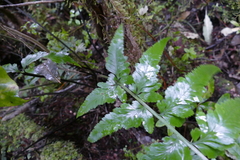 Asplenium bulbiferum × lepidotum