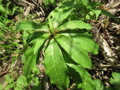 Lilium tsingtauense