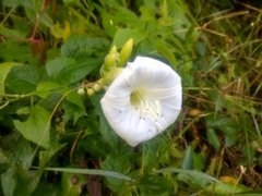 Ipomoea santillanii
