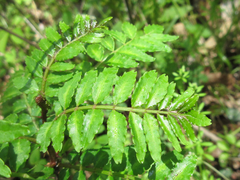 Zanthoxylum piperitum