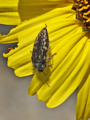 Acmaeodera labyrinthica