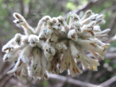 Edgeworthia chrysantha