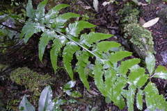 Asplenium bulbiferum × lepidotum