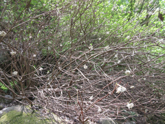 Edgeworthia chrysantha