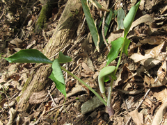Arisaema ringens