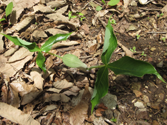 Arisaema ringens