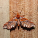 Monarcha magicaria - Photo (c) Lepidoptera Colombiana, osa oikeuksista pidätetään (CC BY-NC), uploaded by Lepidoptera Colombiana