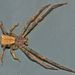 Square-ended Crab Spiders - Photo (c) Steve Kerr, some rights reserved (CC BY), uploaded by Steve Kerr