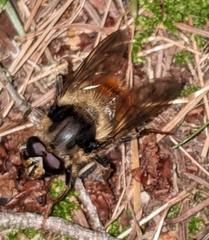Criorhina