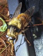 Criorhina