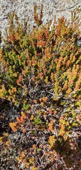 Epacris alpina