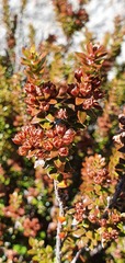 Epacris alpina