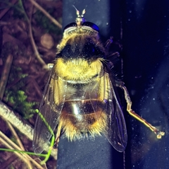 Criorhina