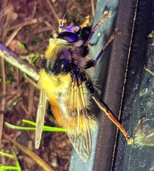 Criorhina