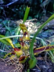 Maxillaria lineolata