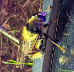 Criorhina