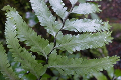 Asplenium bulbiferum × lepidotum