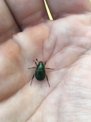 Anomala octiescostata