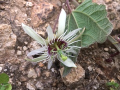 Passiflora cisnana