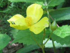 Coreanomecon hylomeconoides